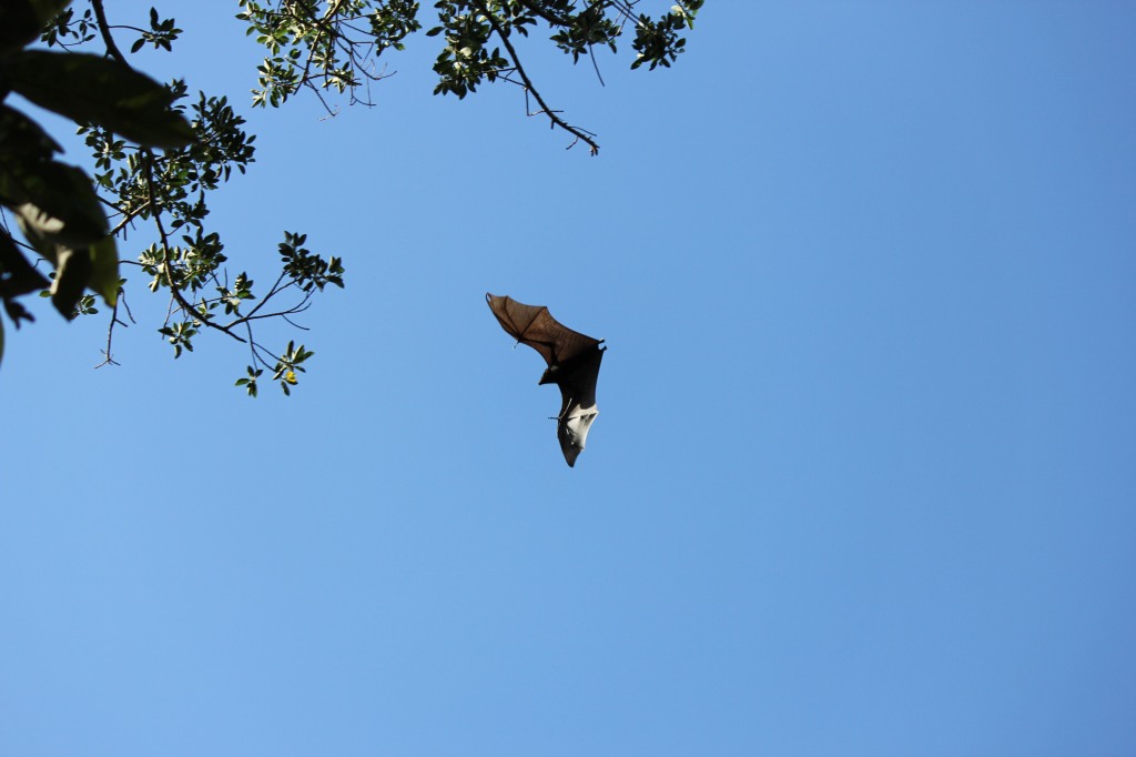 fruit bat in flight