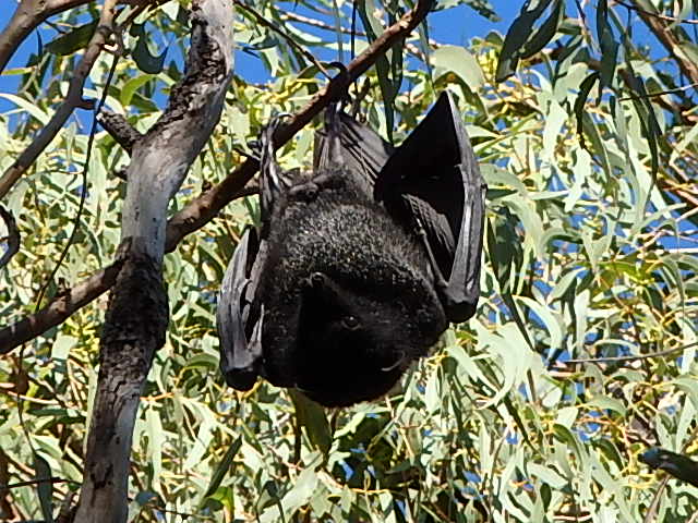 fruit bat or flying fox