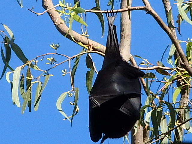 fruit bat or flying fox