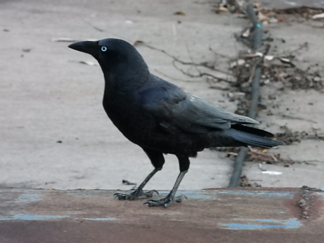 torresian crow