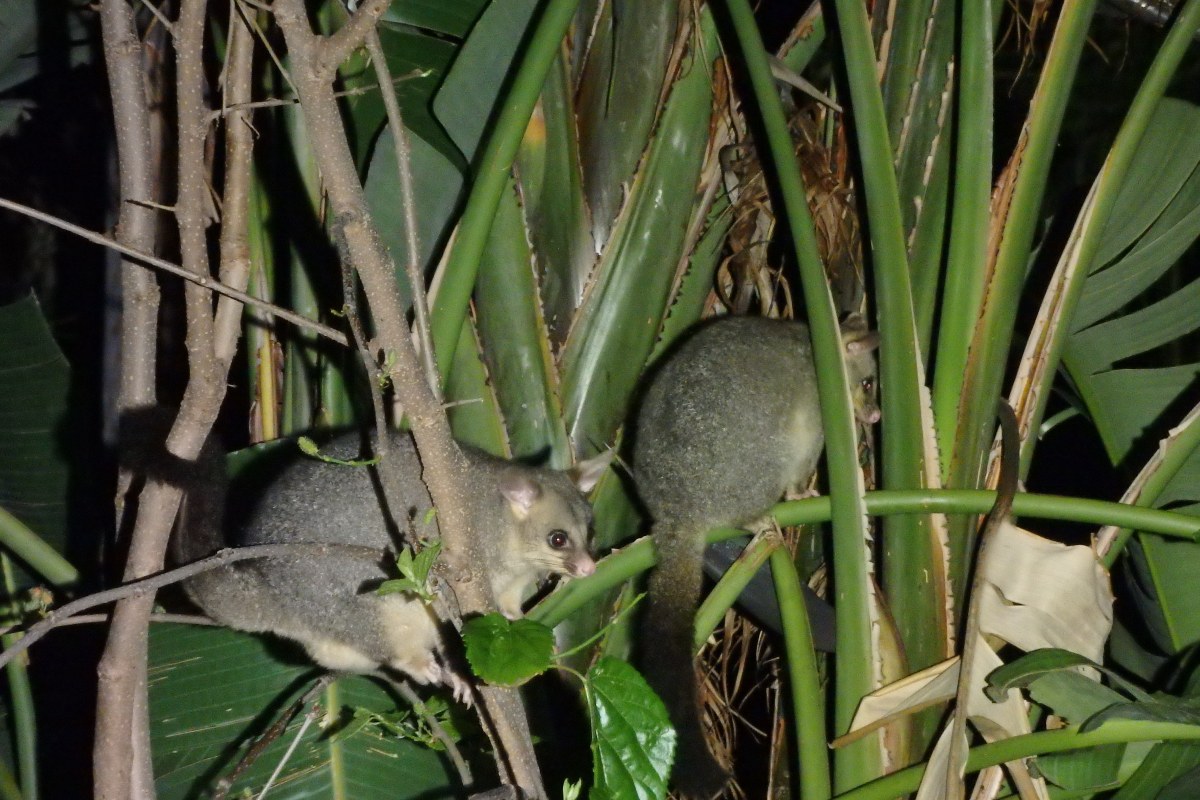 brushtail possums