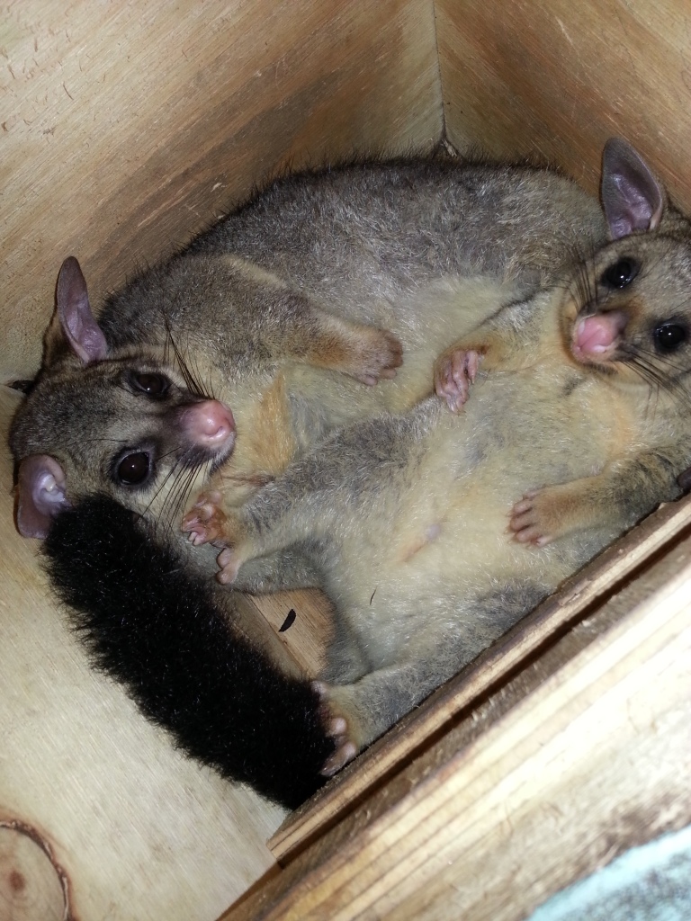 mother brushtail possum and joey in a possum box