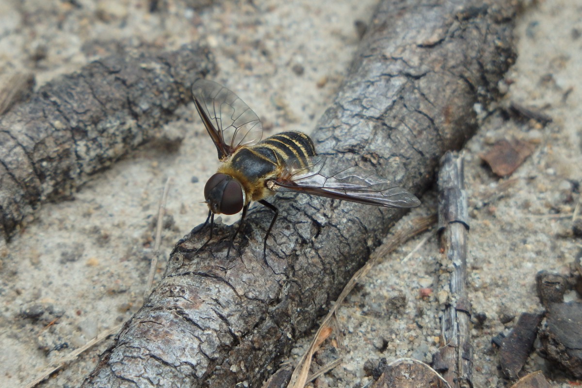 villa bee fly