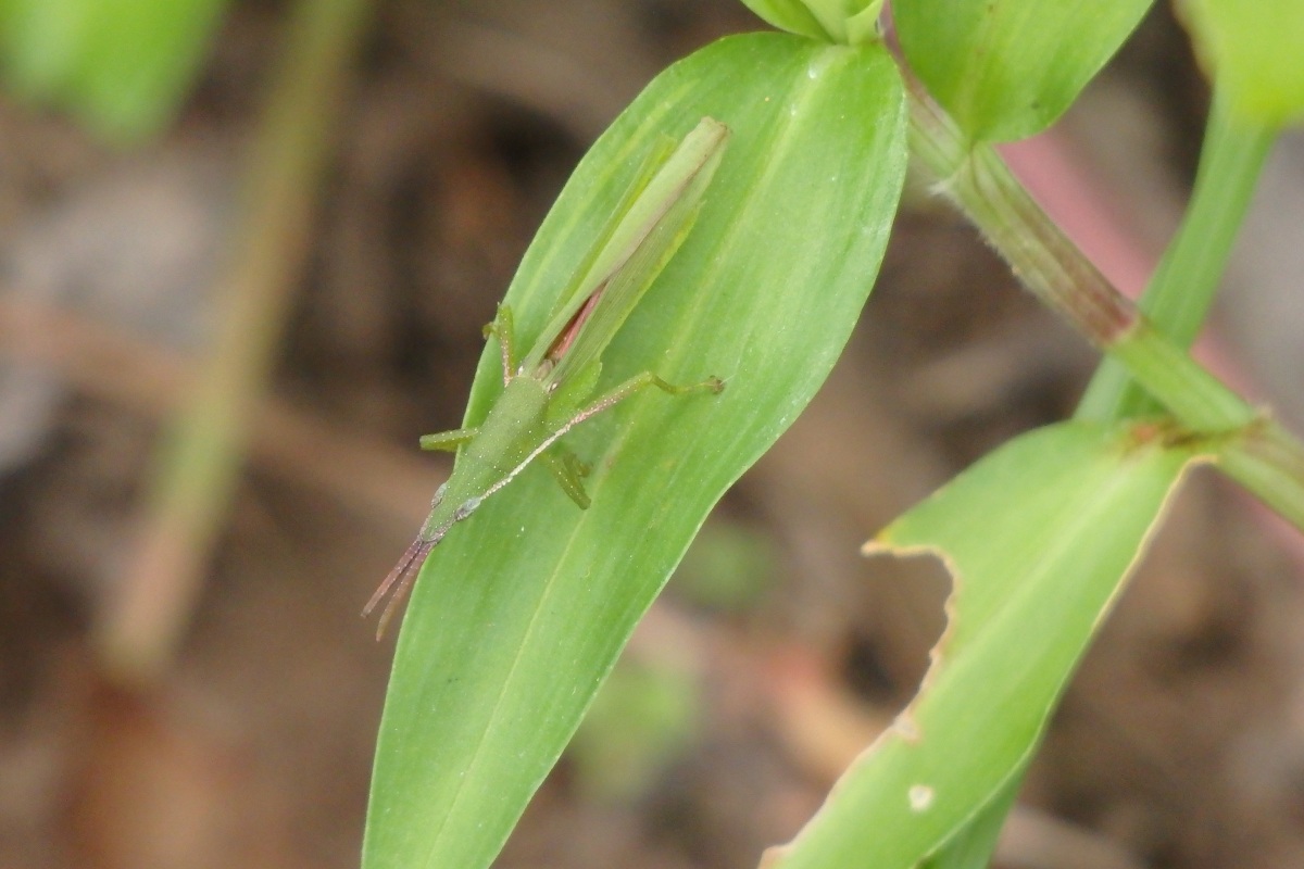 giant green slant faced grasshopper
