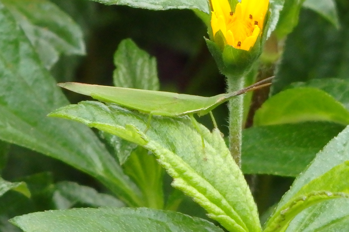 gian green slant faced grasshopper