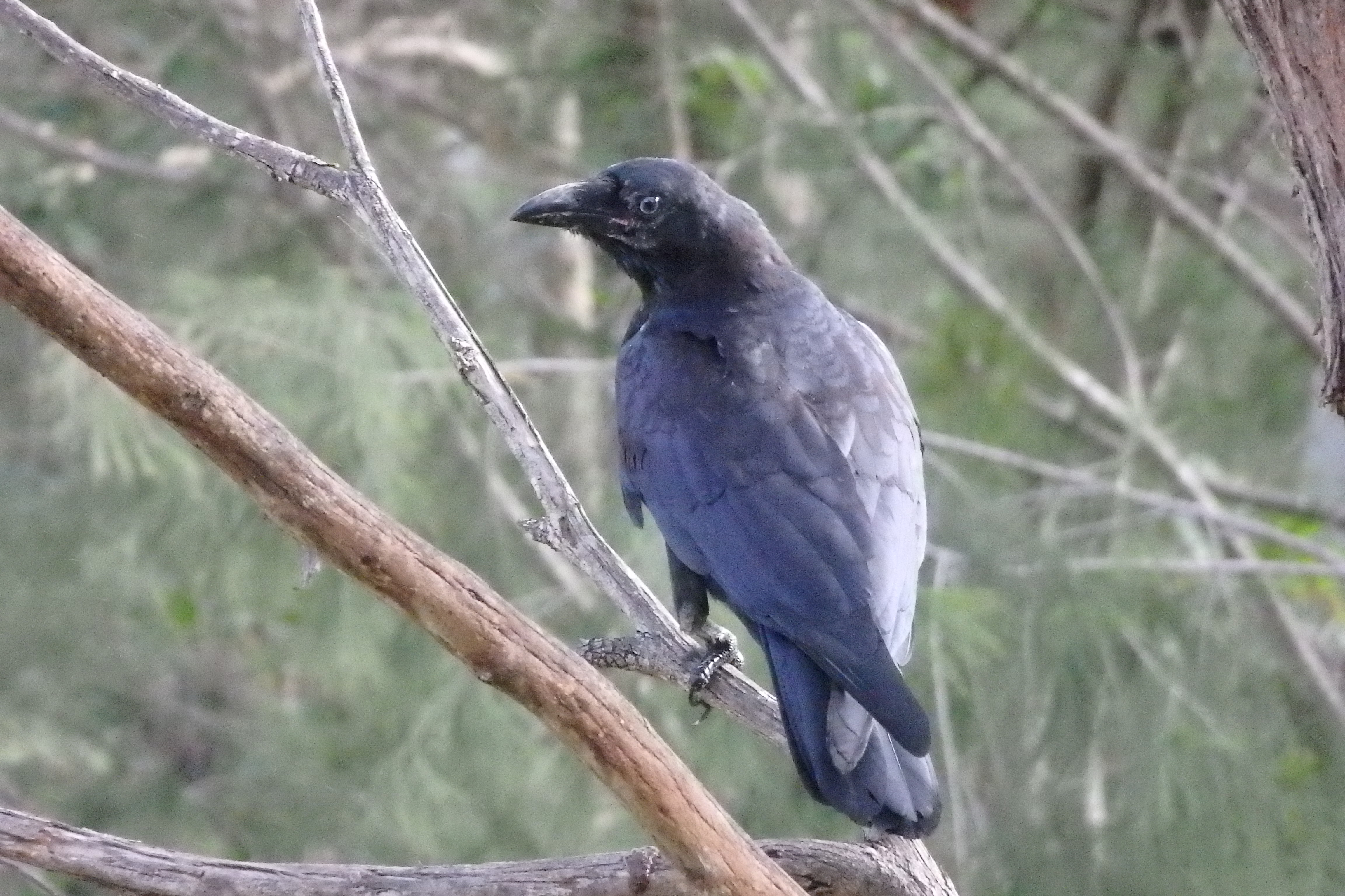 juvenile torresian crow